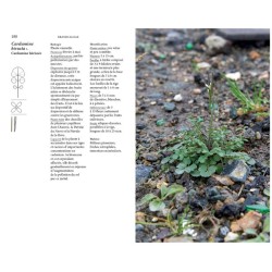 Flore des friches urbaines