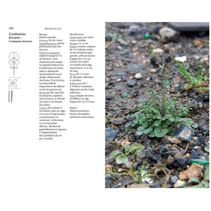 Flore des friches urbaines