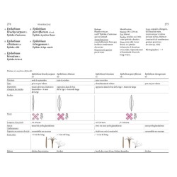 Flore des friches urbaines