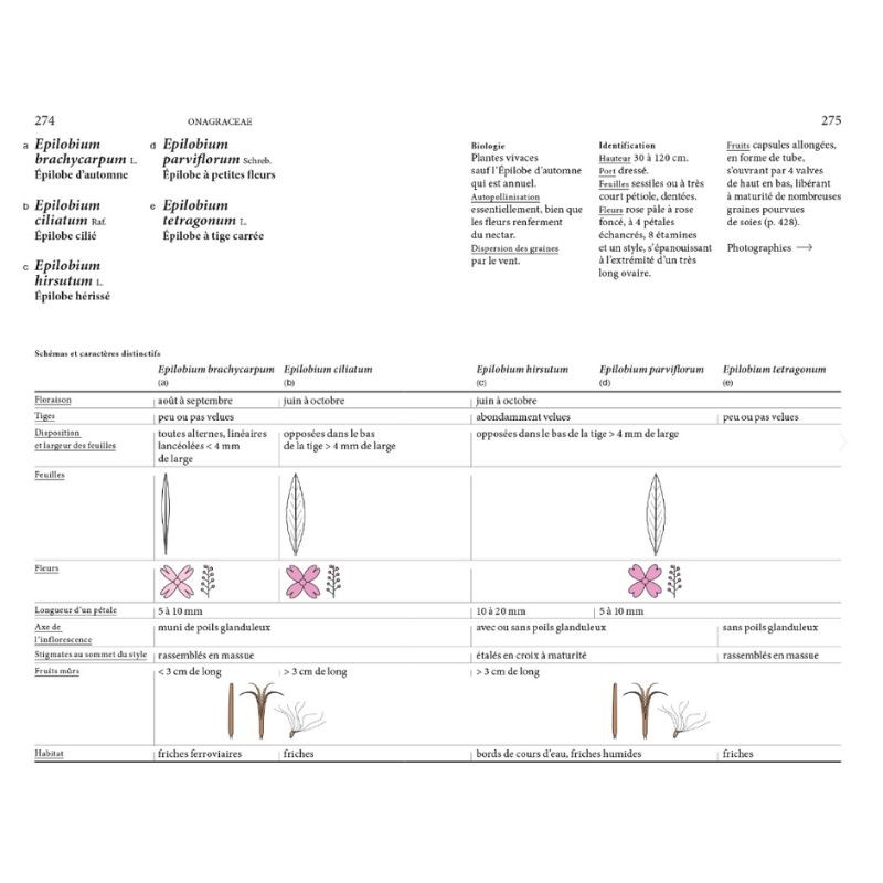 Flore des friches urbaines