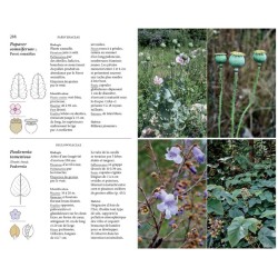 Flore des friches urbaines