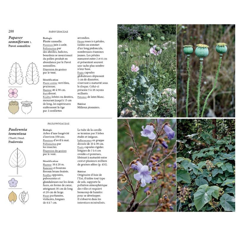 Flore des friches urbaines