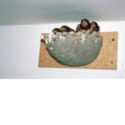 Nichoir pour Hirondelle rustique - Schwegler (N° 10 - 330/0)