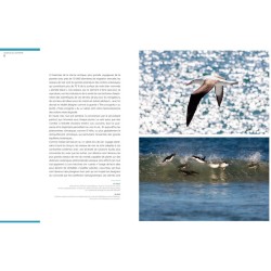Oiseaux de l'extrême Oiseaux de l'extrême