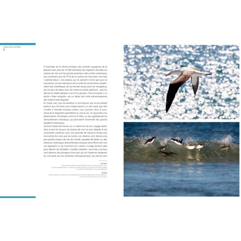 Oiseaux de l'extrême Oiseaux de l'extrême