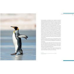 Oiseaux de l'extrême Oiseaux de l'extrême