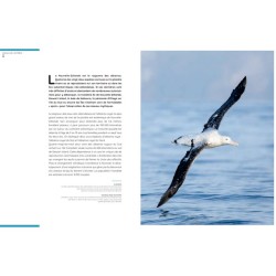 Oiseaux de l'extrême Oiseaux de l'extrême