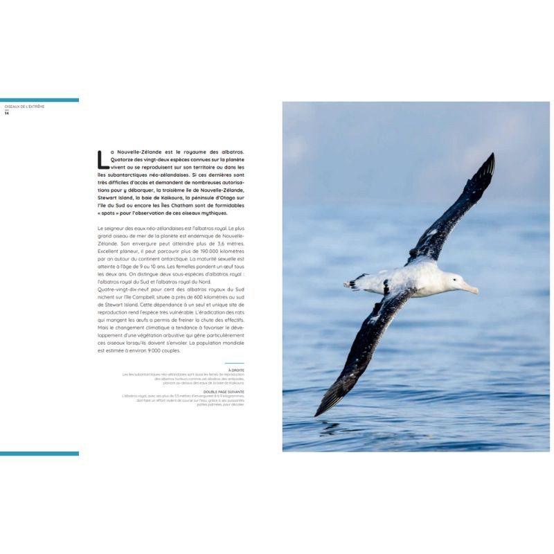 Oiseaux de l'extrême Oiseaux de l'extrême