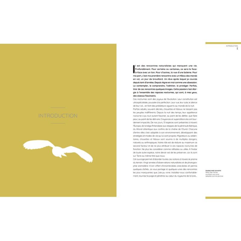 Chouettes et hiboux - Les yeux dans les yeux