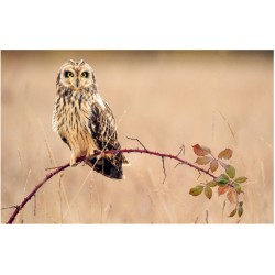 Chouettes et hiboux - Les yeux dans les yeux