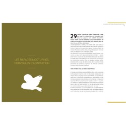 Chouettes et hiboux - Les yeux dans les yeux