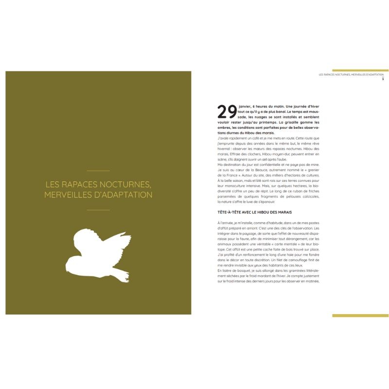 Chouettes et hiboux - Les yeux dans les yeux