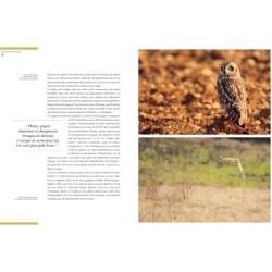 Chouettes et hiboux - Les yeux dans les yeux