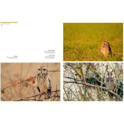 Chouettes et hiboux - Les yeux dans les yeux