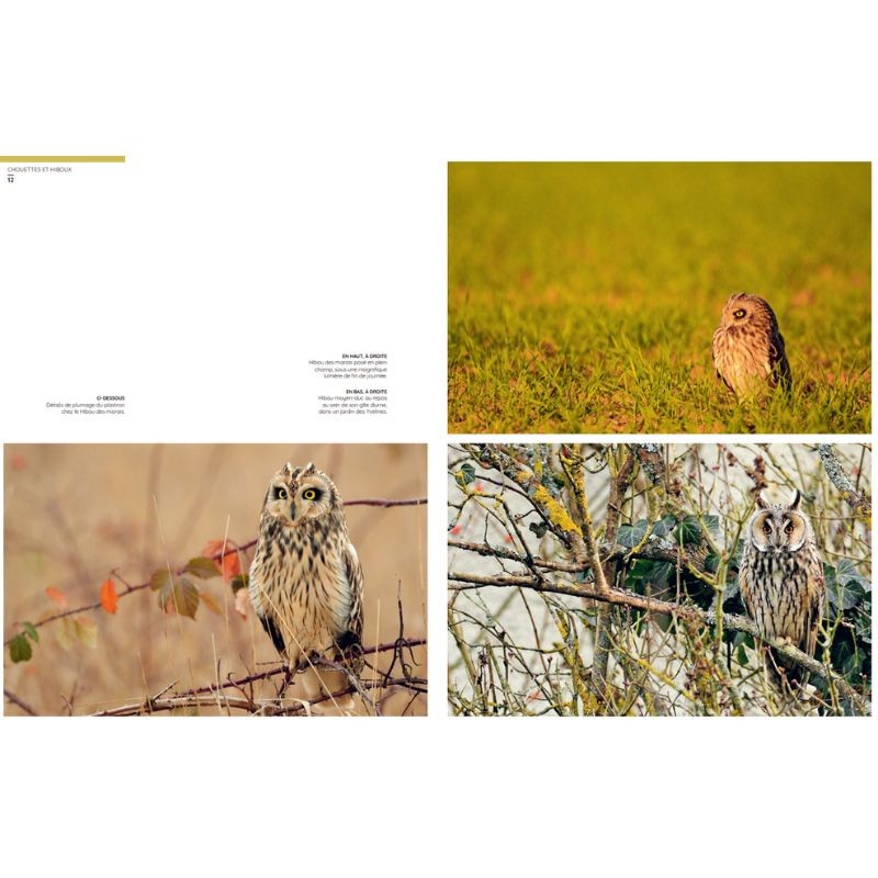 Chouettes et hiboux - Les yeux dans les yeux