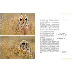 Chouettes et hiboux - Les yeux dans les yeux