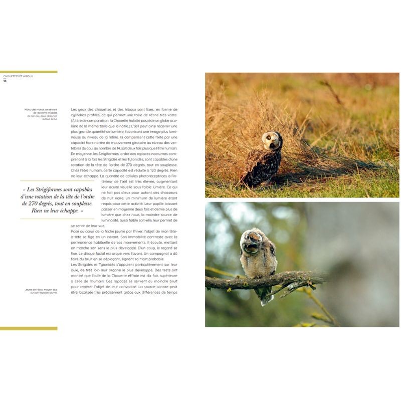 Chouettes et hiboux - Les yeux dans les yeux