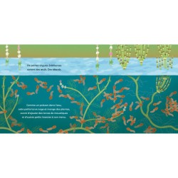 Les P'tites grenouilles Les P'tites grenouilles