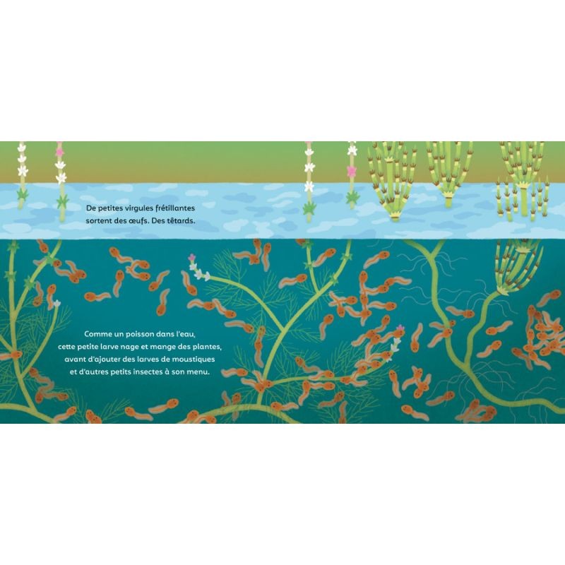 Les P'tites grenouilles Les P'tites grenouilles