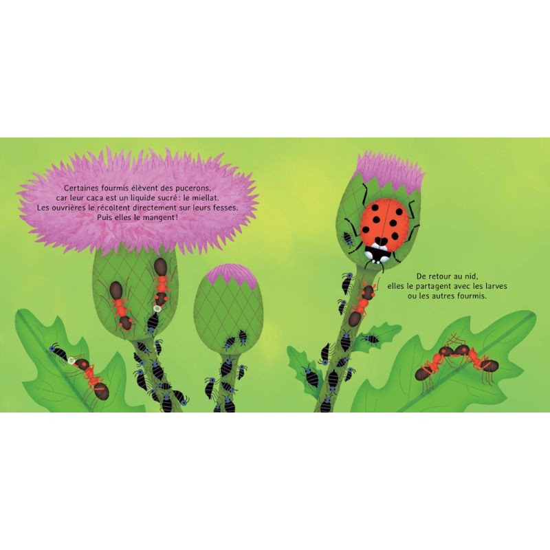 Les P'tites fourmis