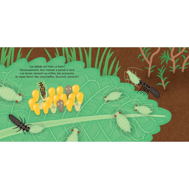 Les p'tites coccinelles