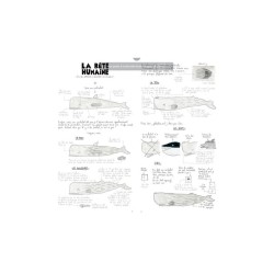 S'il te plaît, dessine-moi un cachalot S'il te plaît, dessine-moi un cachalot