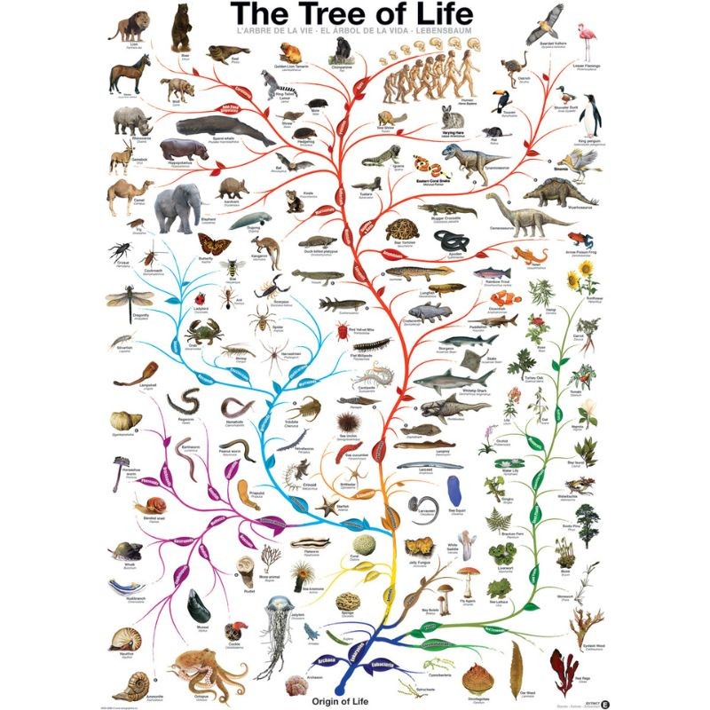 Puzzle - L'Arbre de Vie (The Tree of Life) - 1000 pièces