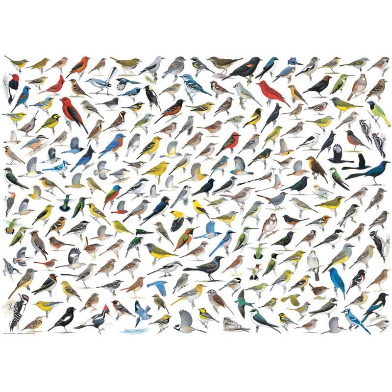 Puzzles - Le monde des oiseaux - 1000 pièces
