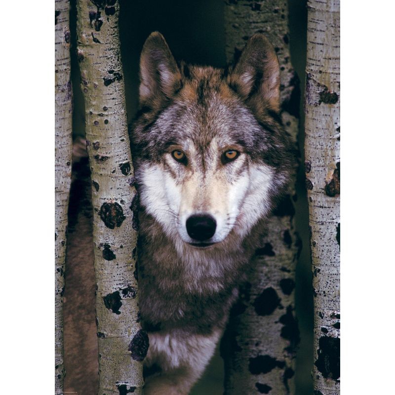 Puzzle - Loup gris - 1000 pièces Puzzle - Loup gris - 1000 pièces
