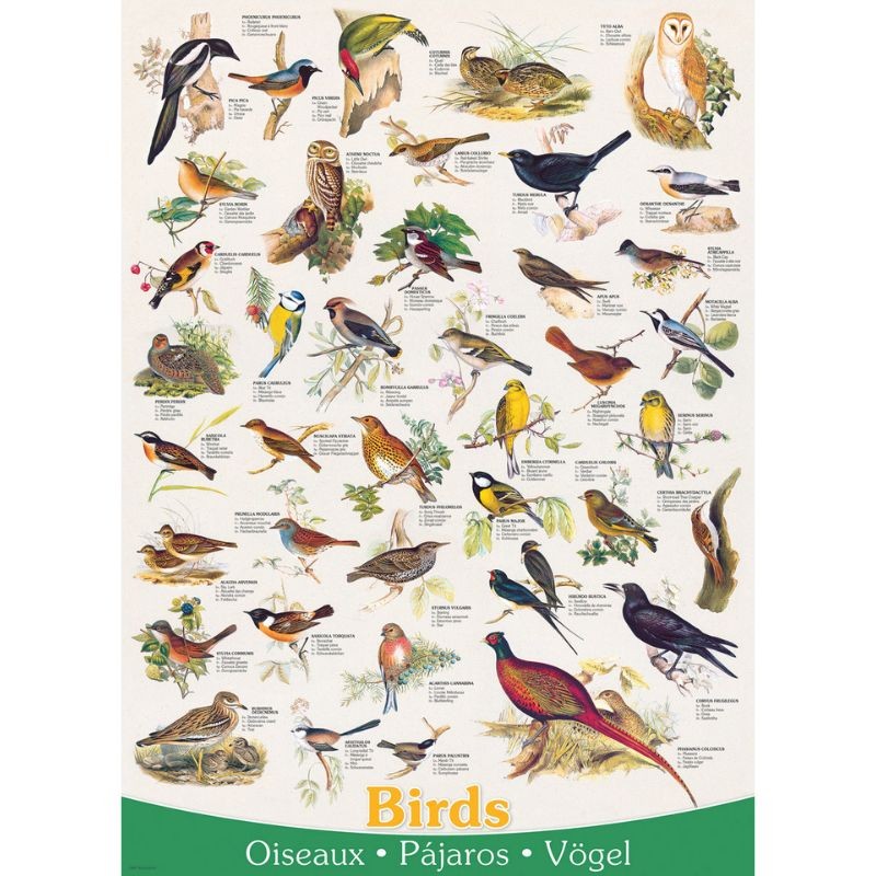 Puzzle - Oiseaux - 1000 pièces