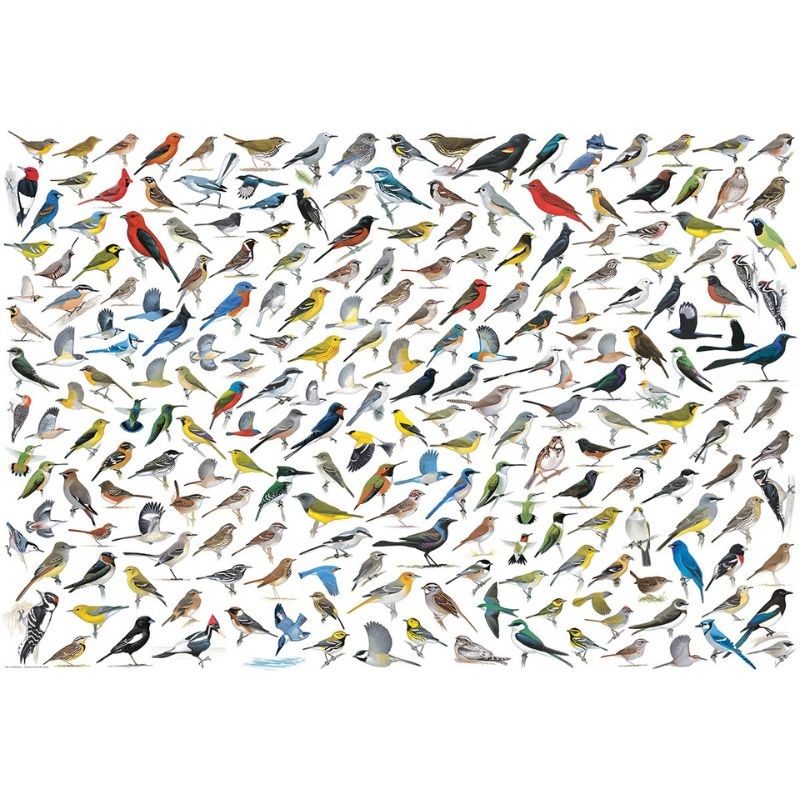 Puzzle - Le monde des oiseaux - 2000 pièces