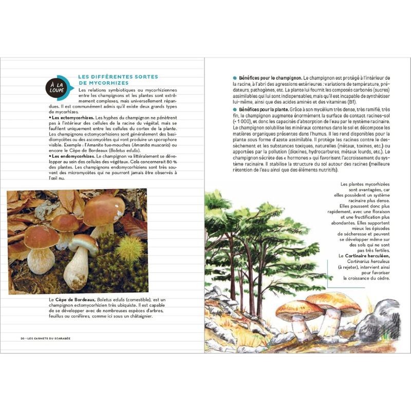 Les Carnets du Scarabée - Champignons