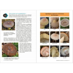 Les Carnets du Scarabée - Champignons
