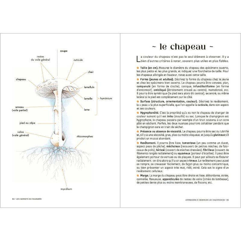 Les Carnets du Scarabée - Champignons
