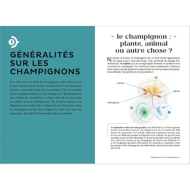 Les Carnets du Scarabée - Champignons