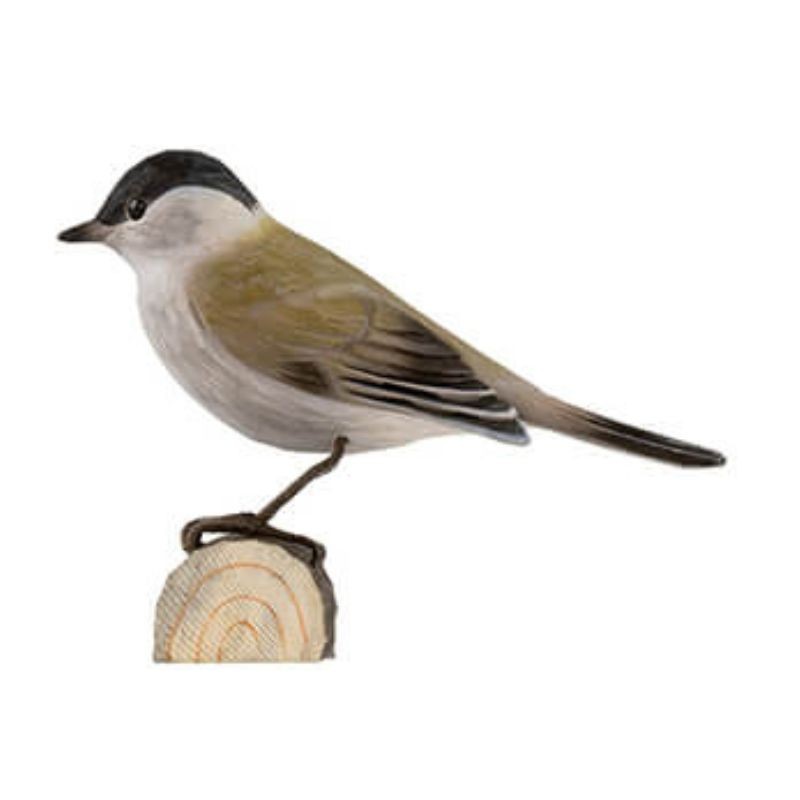 DecoBird Fauvette à Tête Noire - Statuette en bois