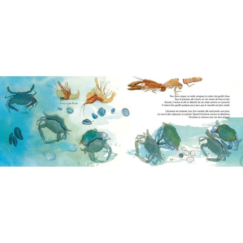 Adieu vieilles peaux ! Les mues des animaux