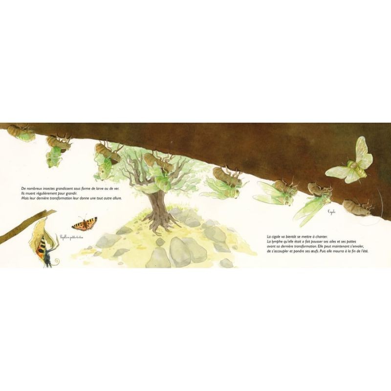 Adieu vieilles peaux ! Les mues des animaux