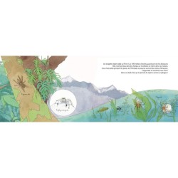 Mystères et toiles d'araignée - Les aranéides Mystères et toiles d'araignée - Les aranéides