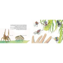 Mystères et toiles d'araignée - Les aranéides Mystères et toiles d'araignée - Les aranéides