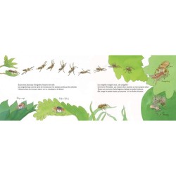 Mystères et toiles d'araignée - Les aranéides Mystères et toiles d'araignée - Les aranéides