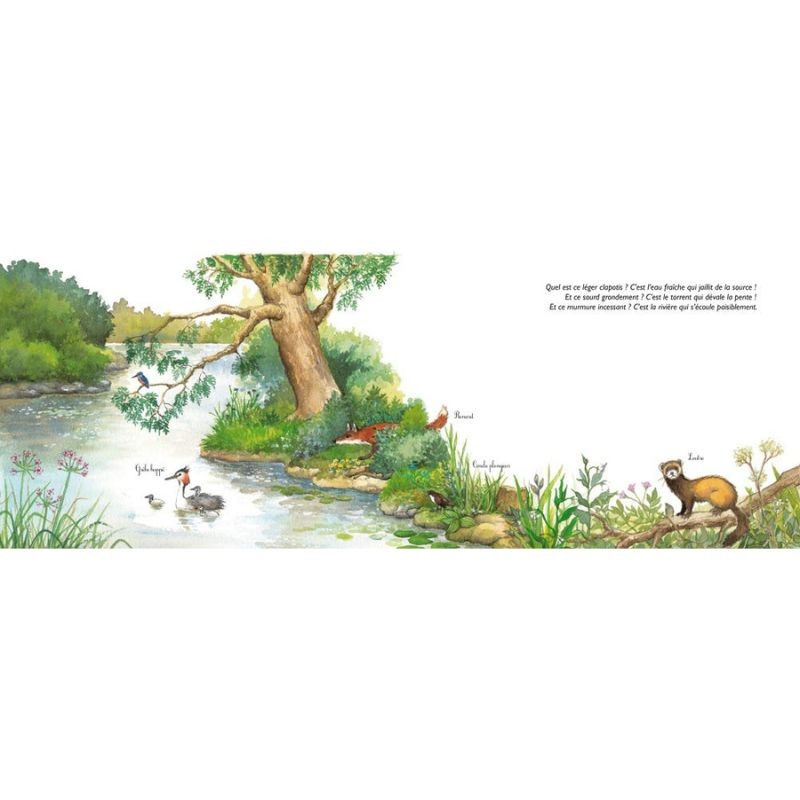 L'odyssée des rivières - Un écosystème aquatique L'odyssée des rivières - Un écosystème aquatique