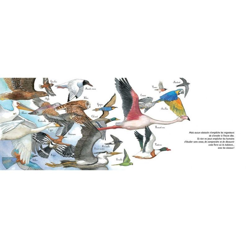 À vol d'oiseau - La migration des oiseaux