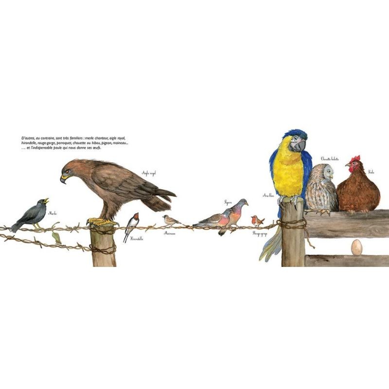 À vol d'oiseau - La migration des oiseaux