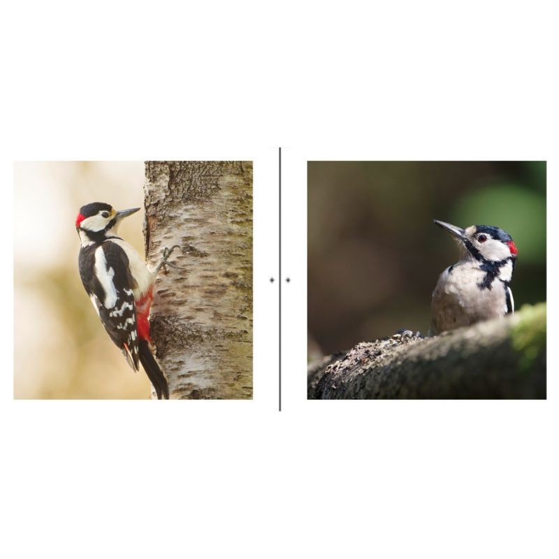 Si nos voisins avaient des ailes… - Als onze buren vleugels zouden hebben