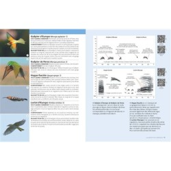 Identifier les oiseaux migrateurs par le son