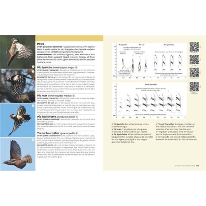 Identifier les oiseaux migrateurs par le son