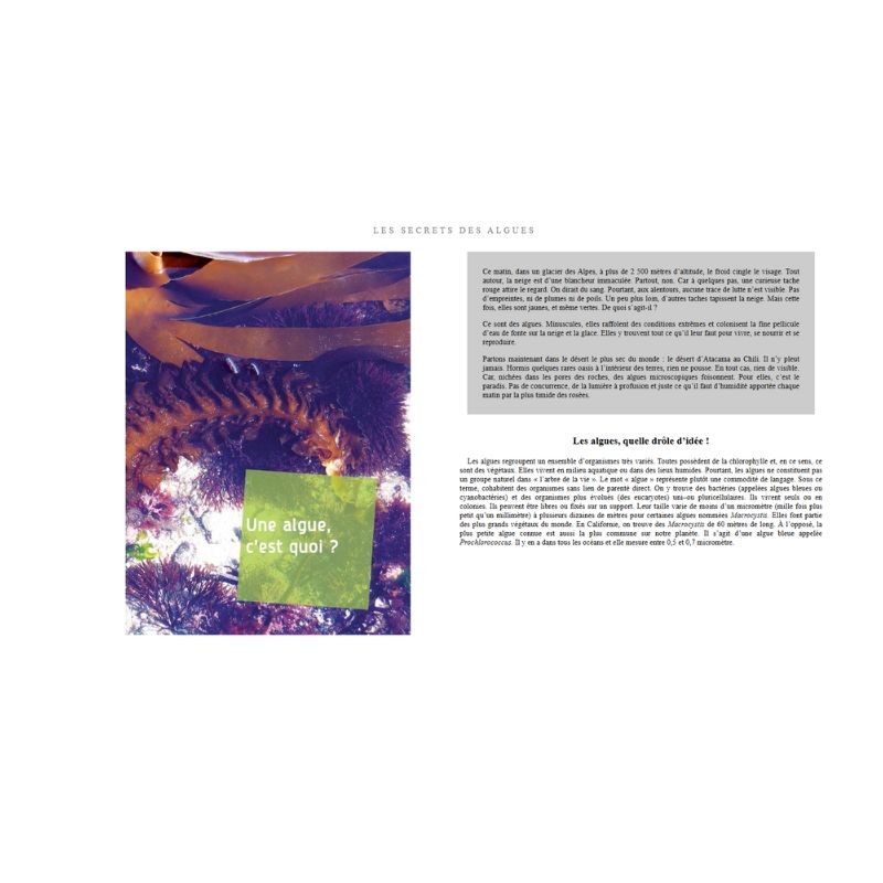 Les secrets des algues - Carnets de sciences Les secrets des algues - Carnets de sciences