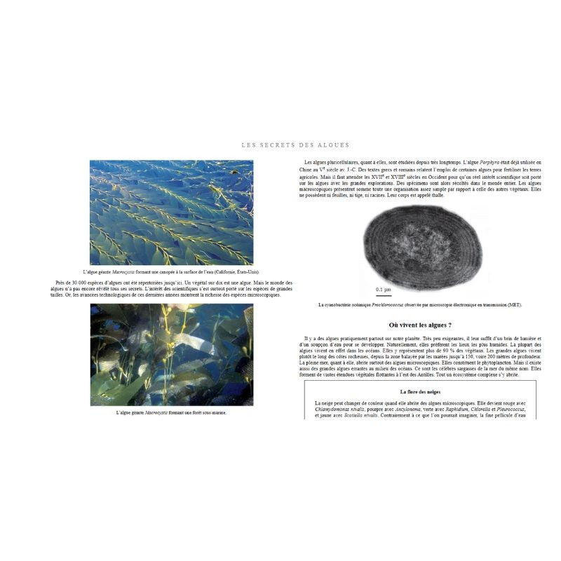 Les secrets des algues - Carnets de sciences Les secrets des algues - Carnets de sciences