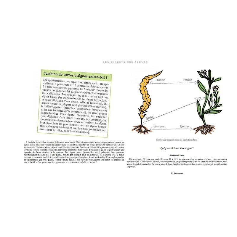 Les secrets des algues - Carnets de sciences Les secrets des algues - Carnets de sciences